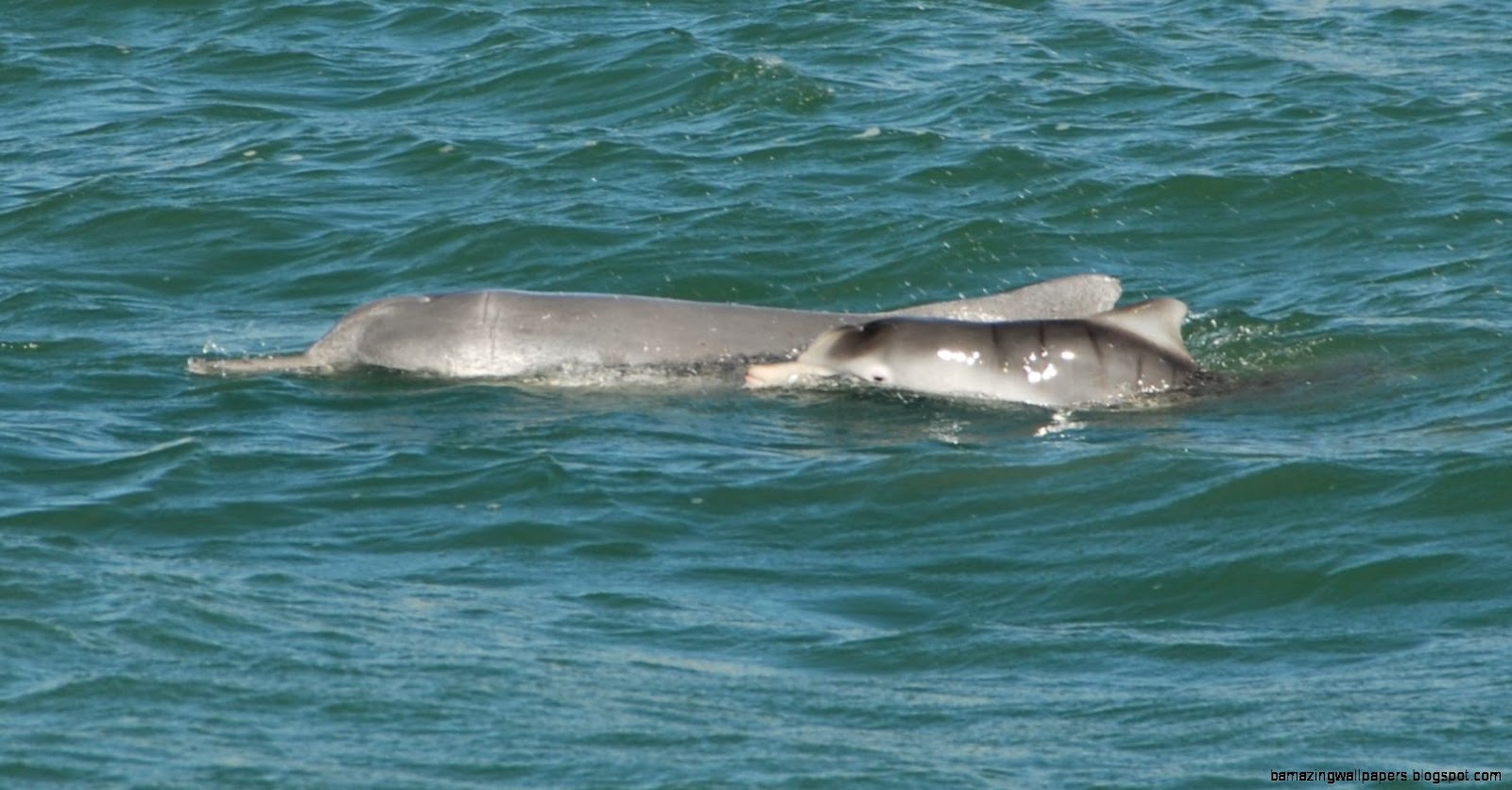 Indo Pacific humpback  Whale amp Dolphin Watching  Planet Whale Indo Pacific humpback  Whale amp Dolphin Watching  Planet Whale