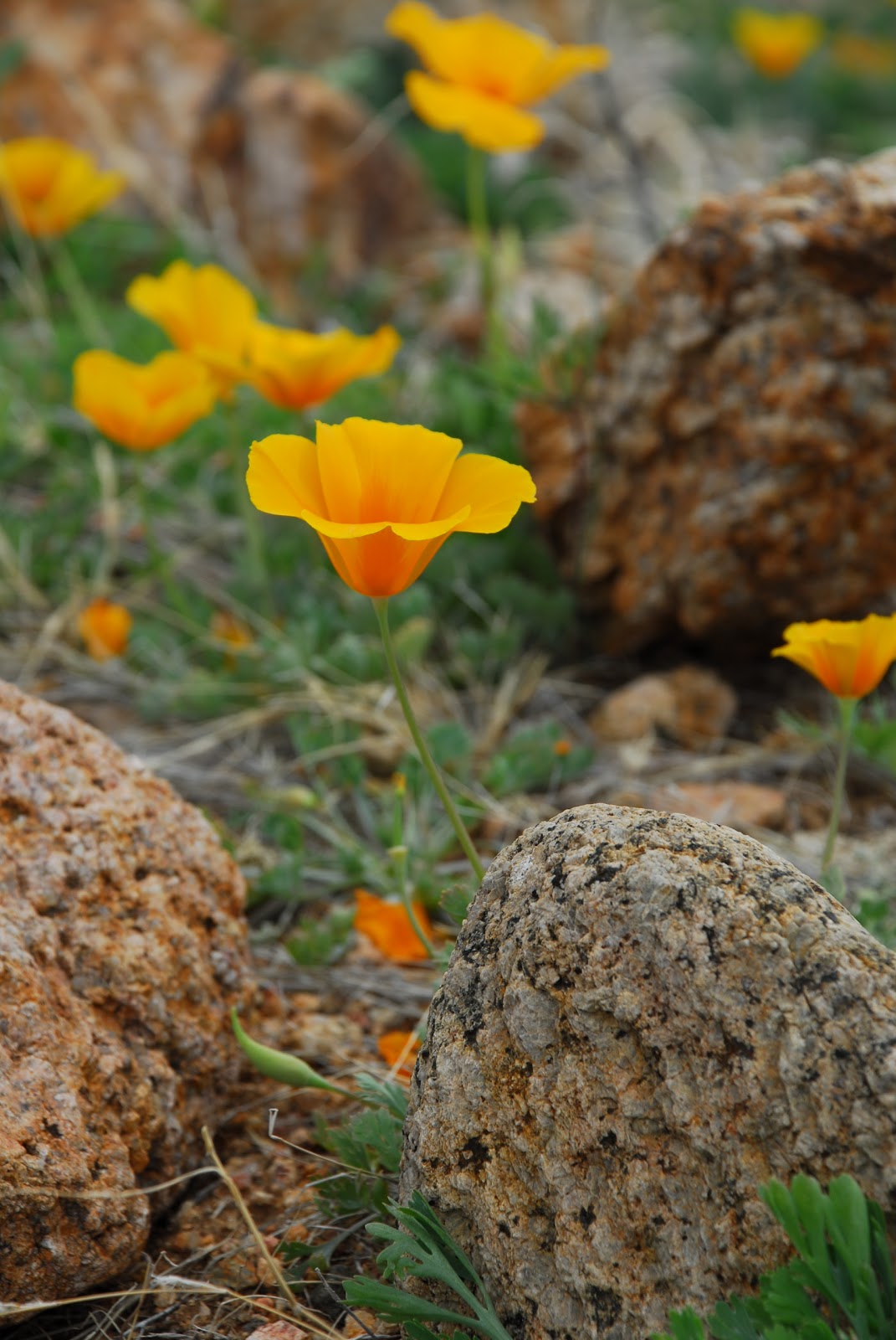 Texas Mountain Trail Daily Photo The Poppies are Blooming!