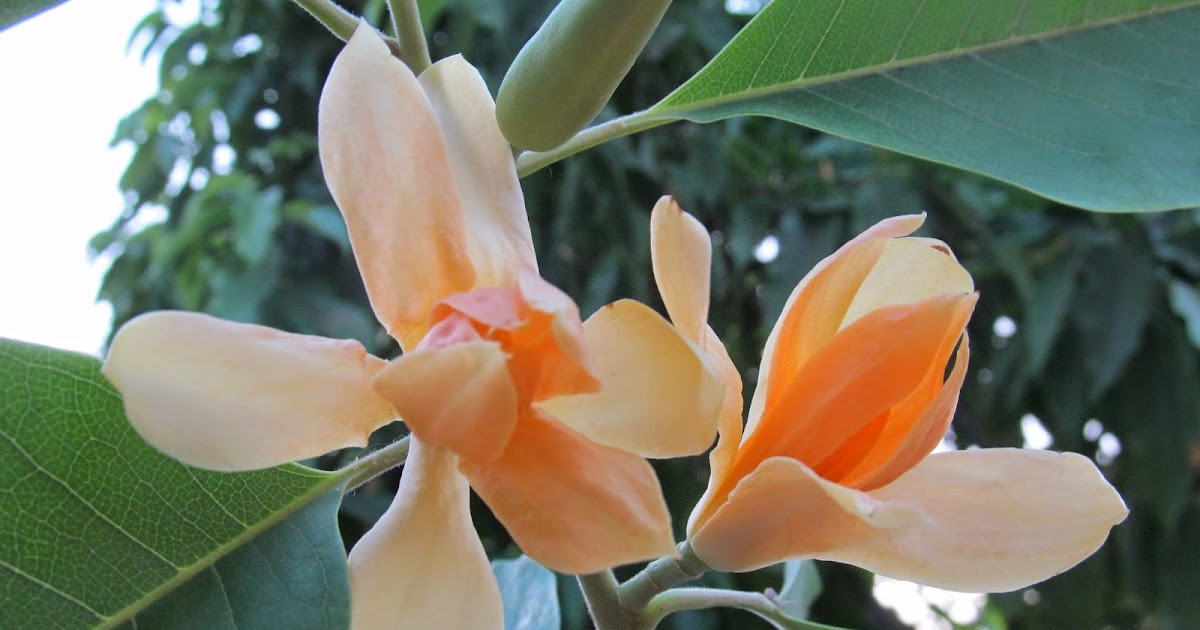 NATURAL & UNIQUE PHOTOGRAPHY GOLDEN CHAMPA FLOWER