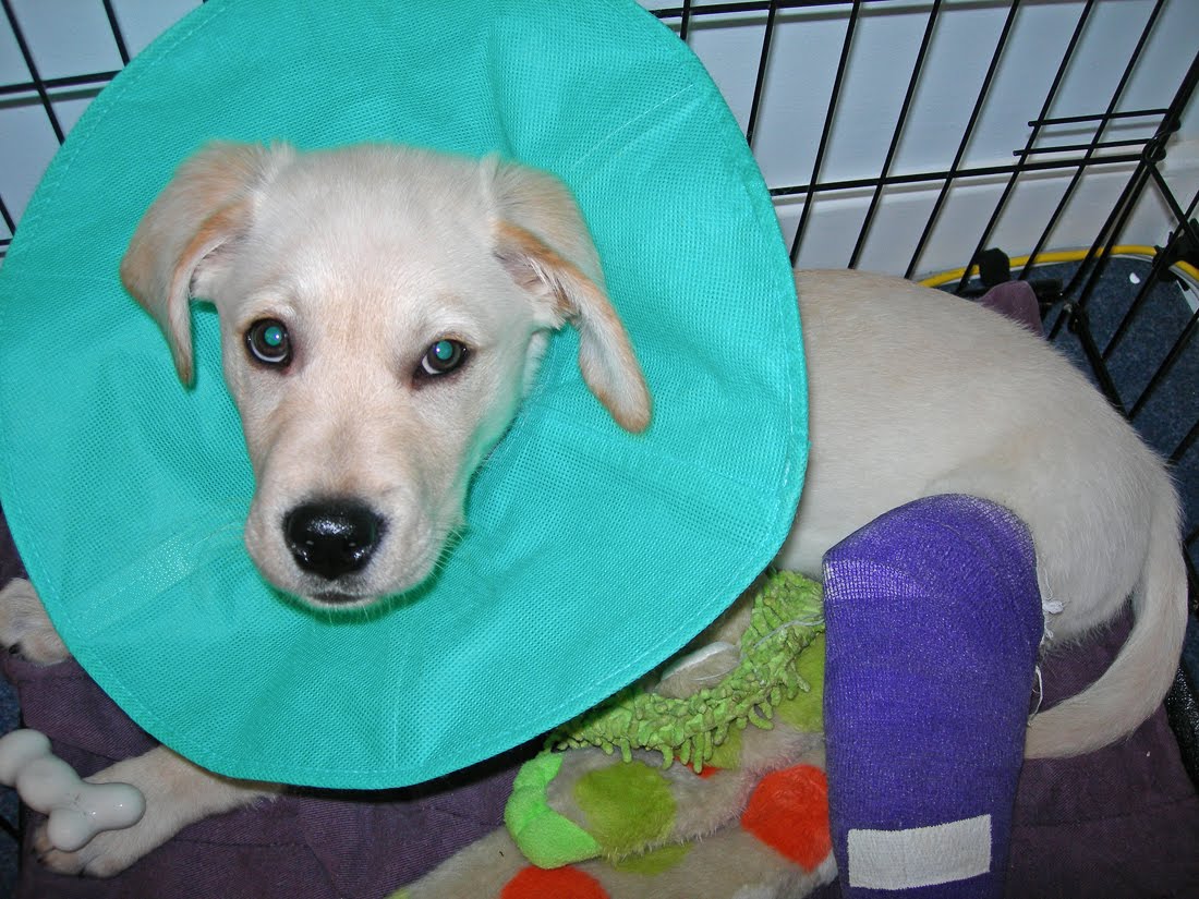 Raising a Seeing Eye® Puppy Cone Head The Return