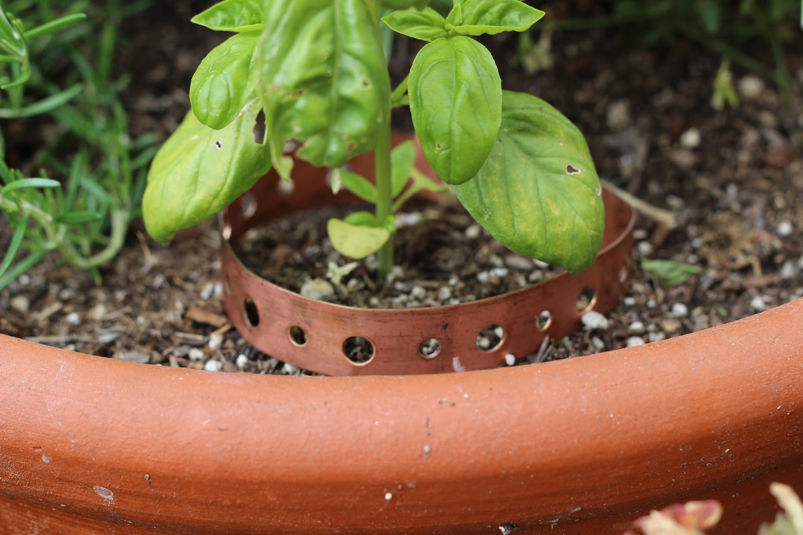 Food and Hearth How I'm Protecting Basil from Slugs without Chemicals