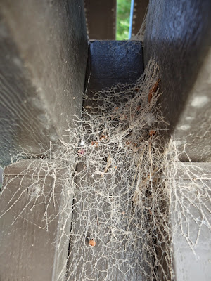 Kukulcania arizonica Web