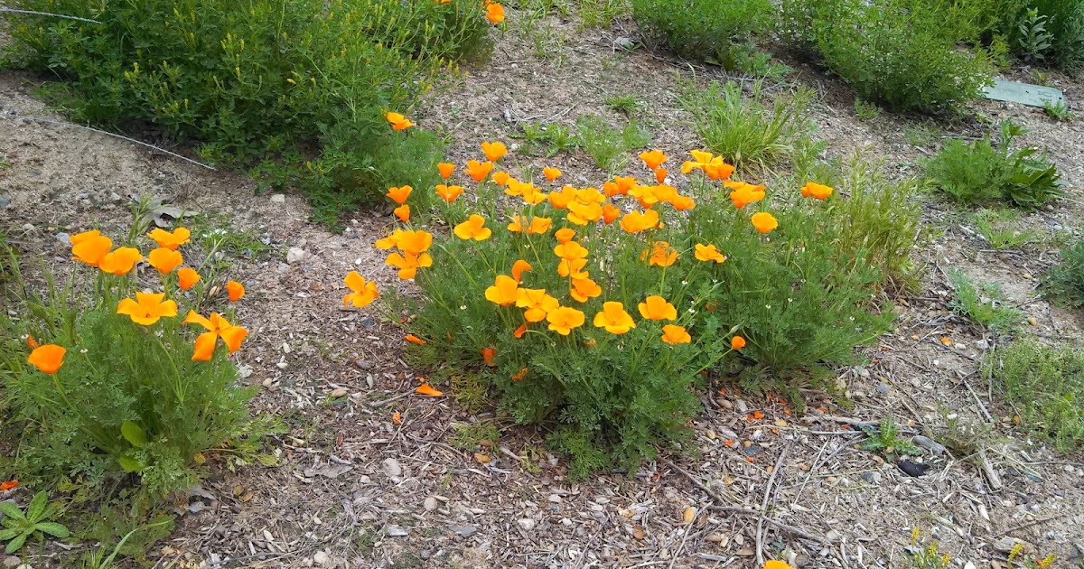 Grow It Now California Poppies