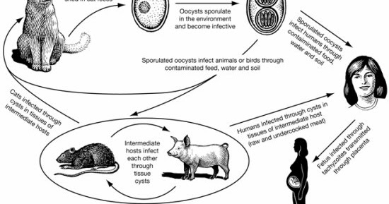 VIRUS TOKSO PADA KUCING