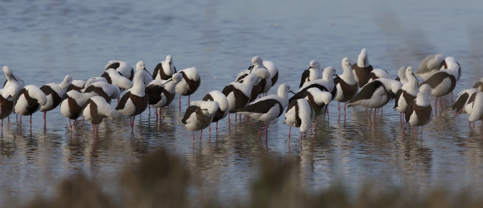 Wader Quest Show support for Geelong’s Moolap salt works in Australia.