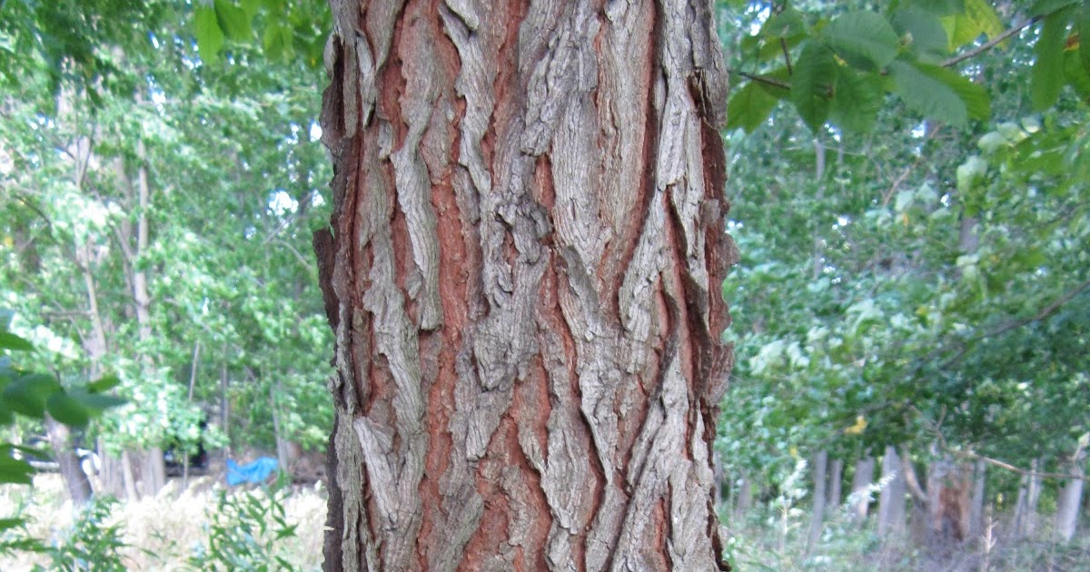 PINE HOLLOW ARBORETUM HONEYLOCUST, BLACK LOCUST AND KENTUCKY COFFEETREE
