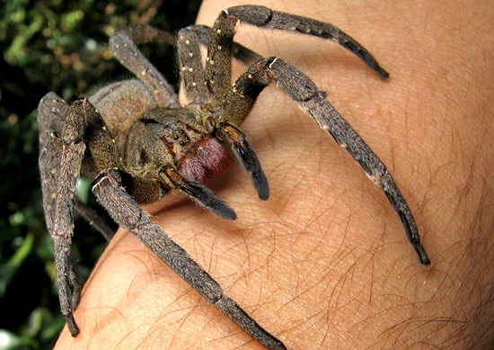 5 most venomous animals - brazilian wandering spider
