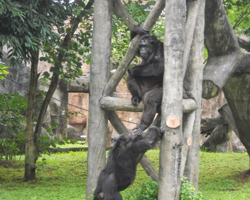 Kebun Binatang Ragunan, Jakarta Kebun Binatang Ragunan, Jakarta