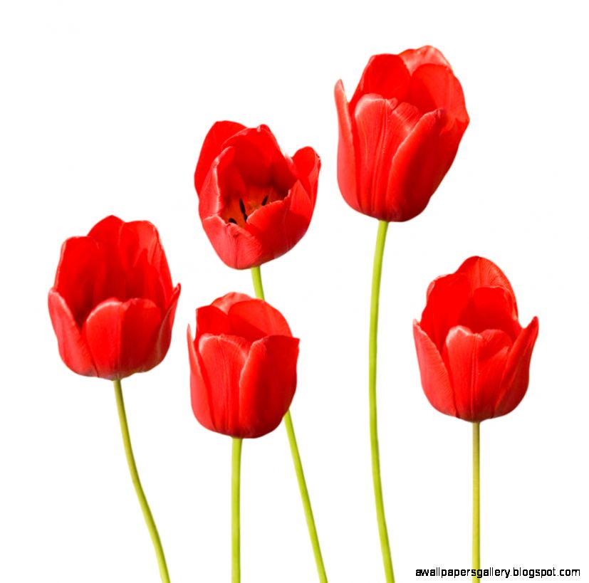 Red Tulips White Background by Natalie Kinnear Red Tulips White Background by Natalie Kinnear
