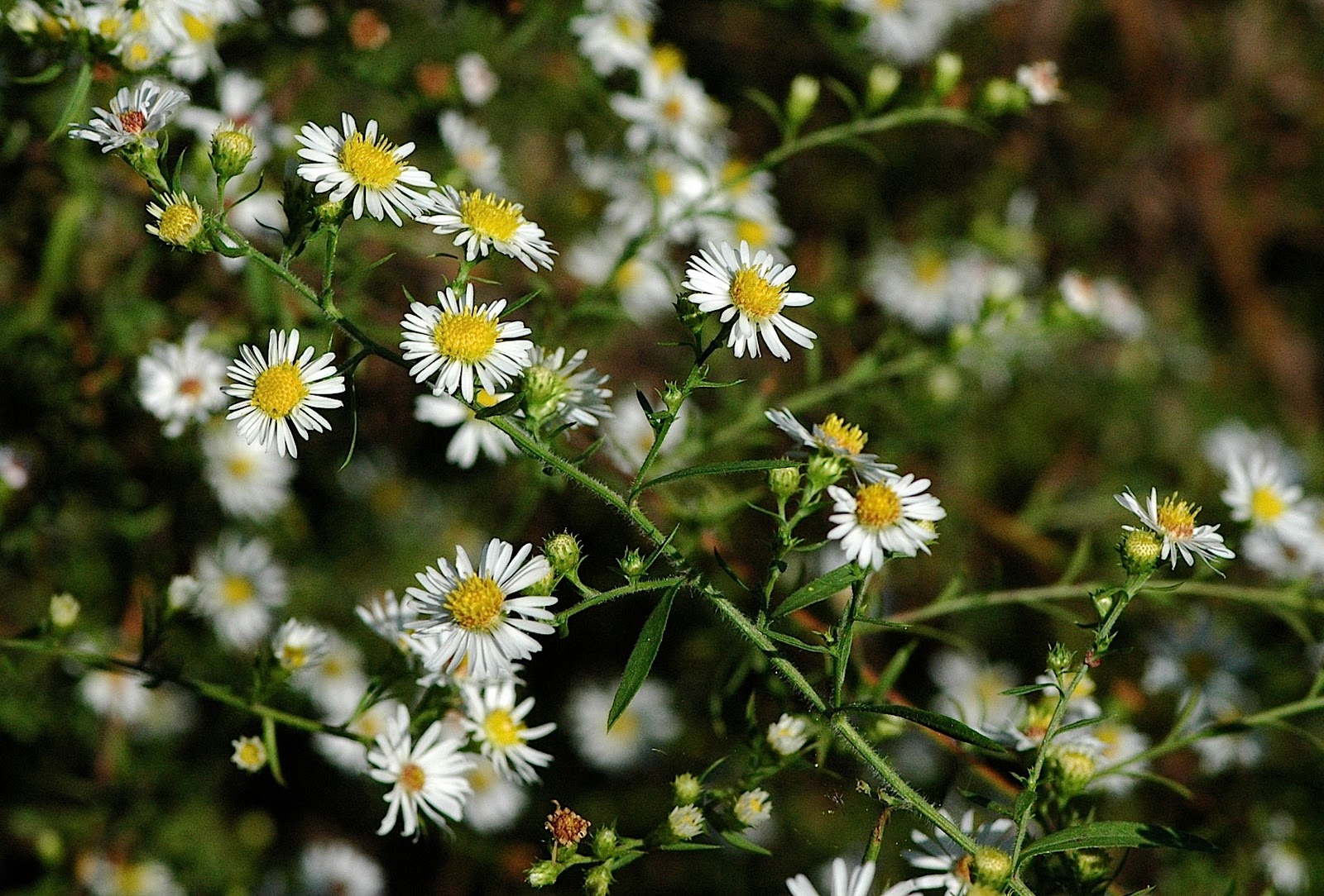 Field Biology in Southeastern Ohio Some Ohio Asters
