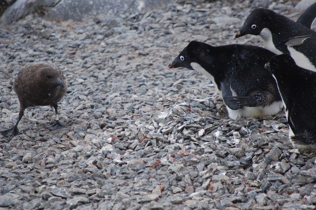 Penguins Eating Krill