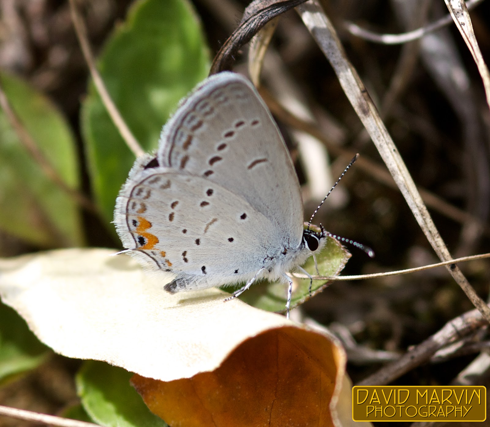 David Marvin Photography Lansing, Michigan EasternTailed Blue Butterfly