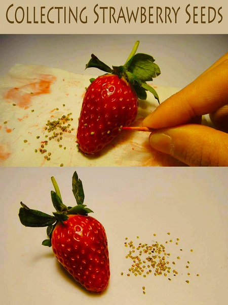 Collecting Strawberry Seeds