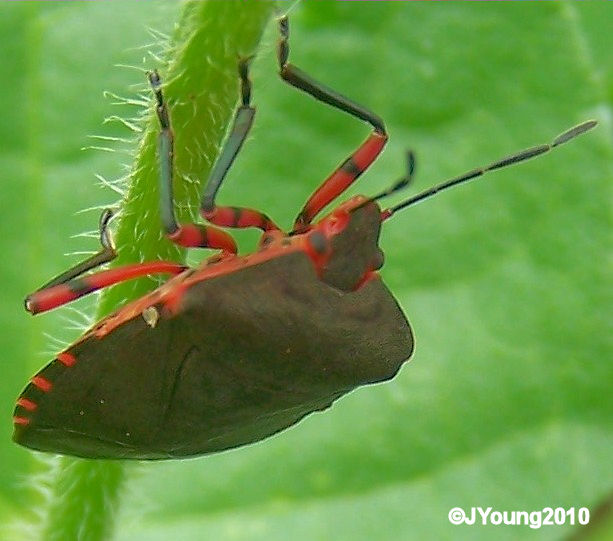 South African Photographs Stink Bug (Caura rufiventris)
