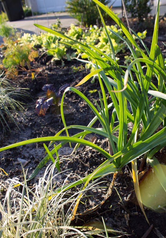 The Rainforest Garden Grow the Garlic, Leeks and Onions in your Fridge