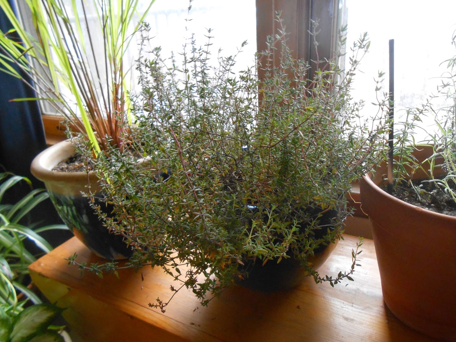 Sproutsandstuff Reasons Why You Should Grow ThymeIt's Not Just For