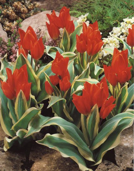 Flower Bulbs Tulips