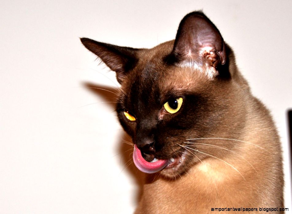 38 pretty burmese cat licking hd wallpapers cool desktop 38 pretty burmese cat licking hd wallpapers cool desktop