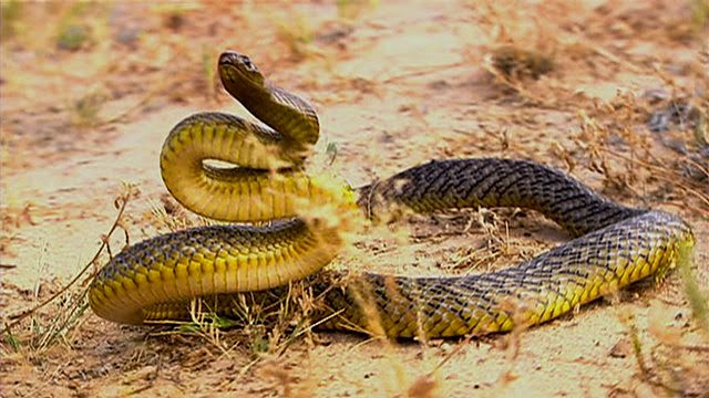 inland taipan venom inland taipan venom