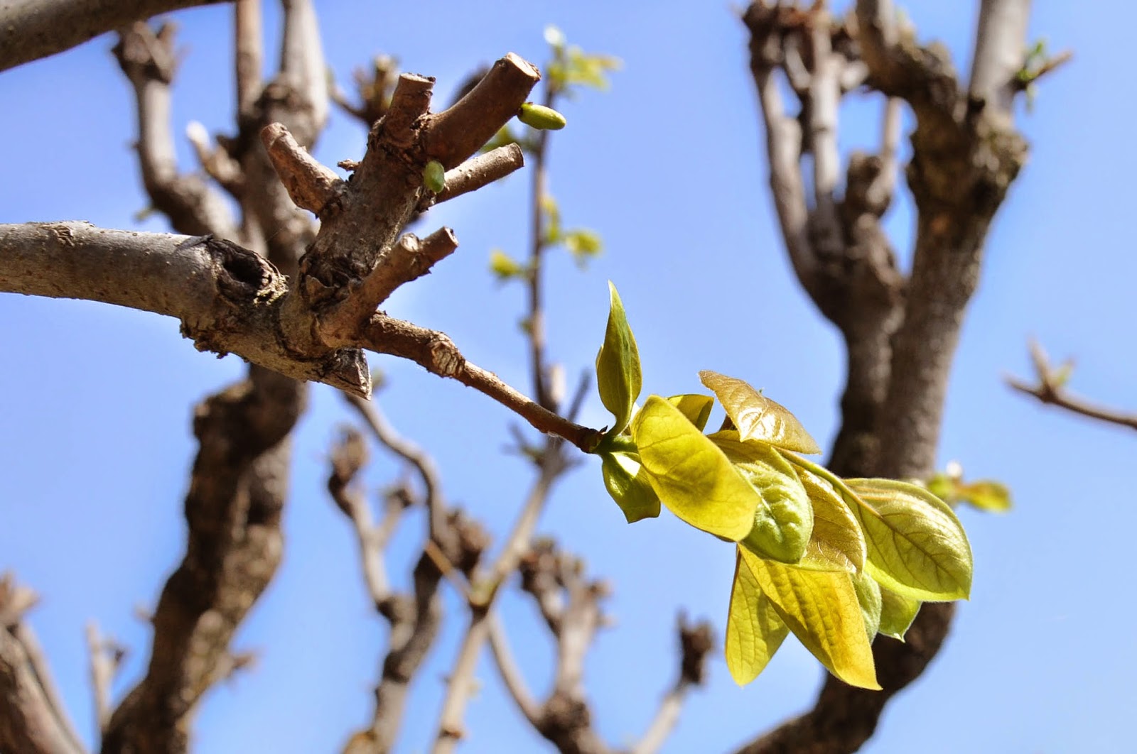 Tree branch in the park of Villa da Schio, Costozza Tree branch in the park of Villa da Schio, Costozza