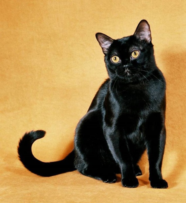 Imágenes Gato Negro | 201 rase un gato negro taringa Imágenes Gato Negro | 201 rase un gato negro taringa