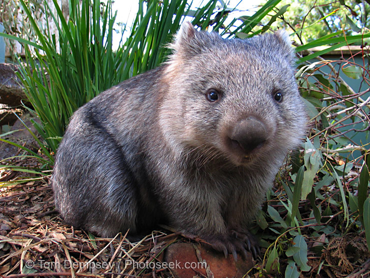 Wombat Sleeping