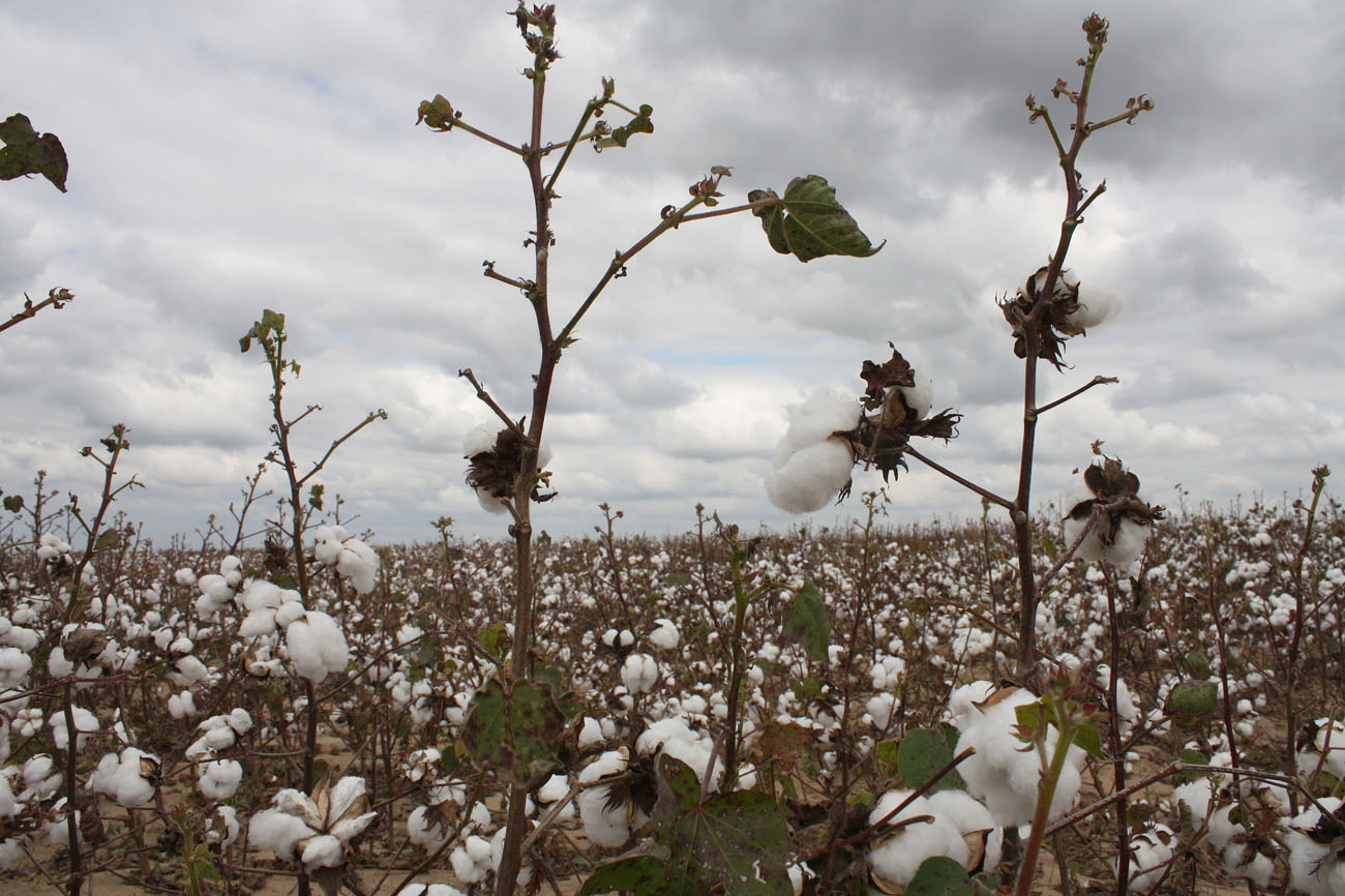 Southern Lagniappe In Search of a Cotton Patch