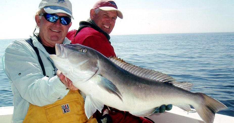 giant flat fish giant flat fish