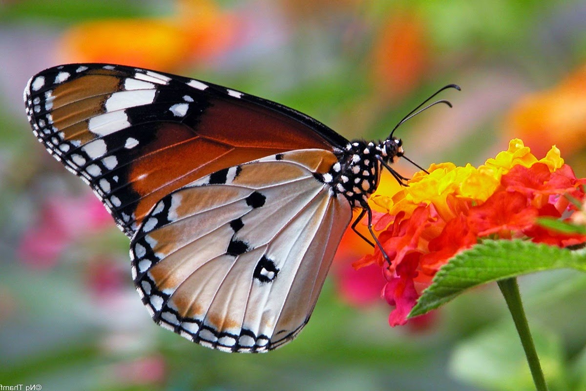 Butterfly Indicators of Ecosystem Change Nature Craze