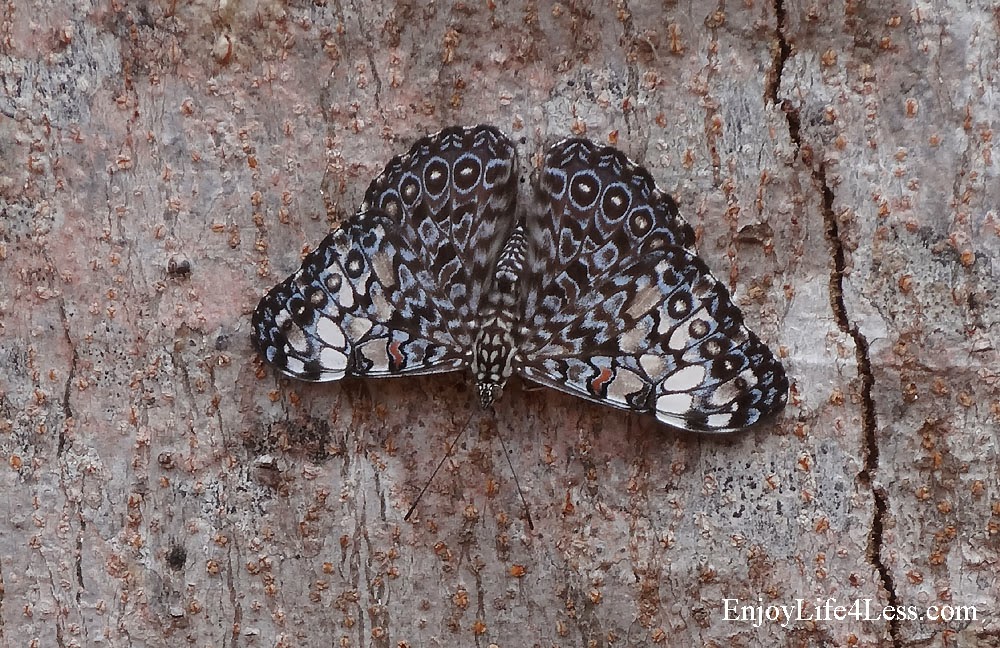 Costa Rica butterfly photo