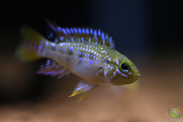 Apistogramma cf. ortegai (Pebas)