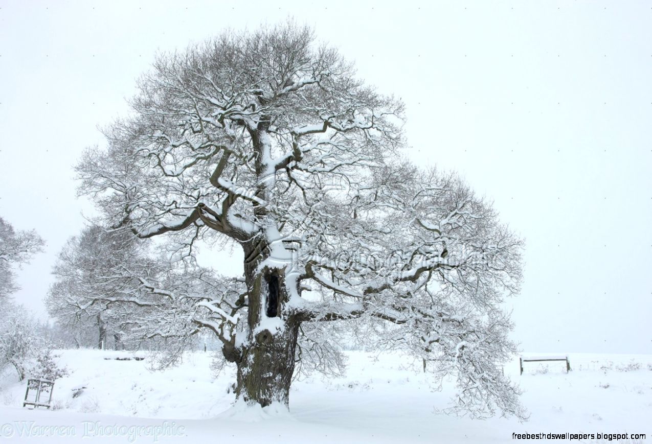 Oak tree with snow in Albury Park photo WP27513 Oak tree with snow in Albury Park photo WP27513
