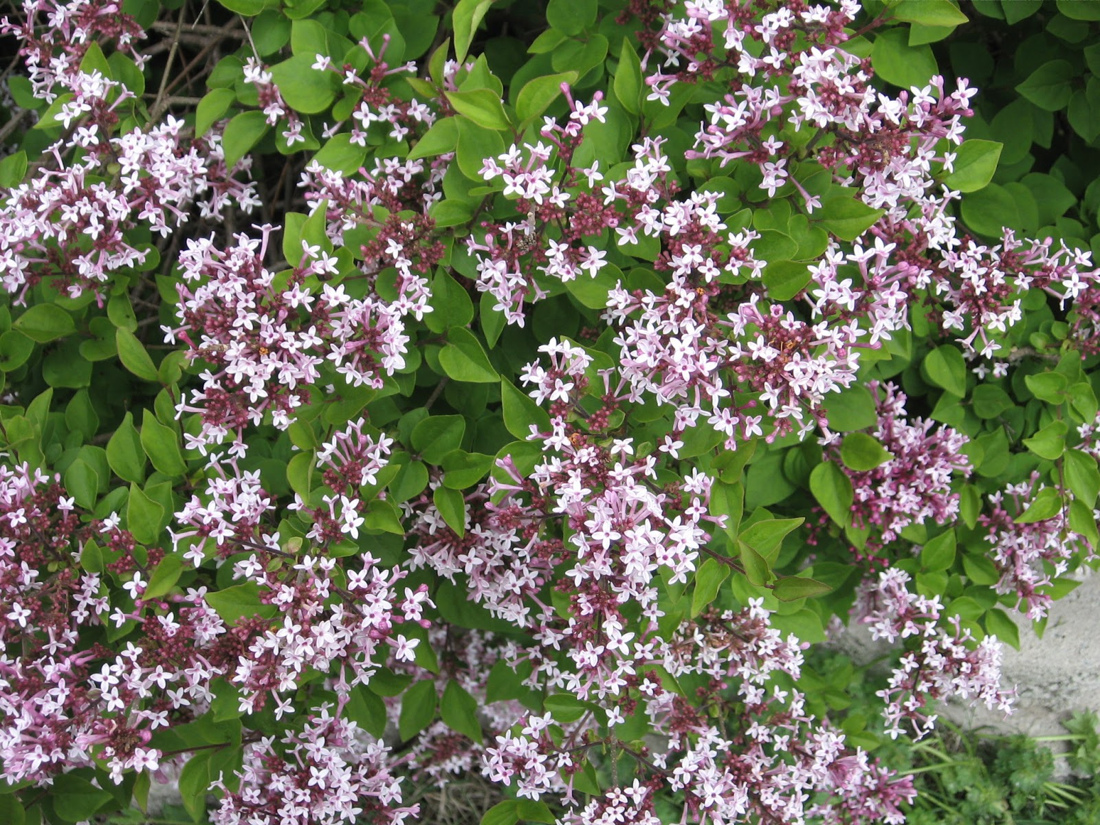 Kansas Gardener Reblooming Lilac
