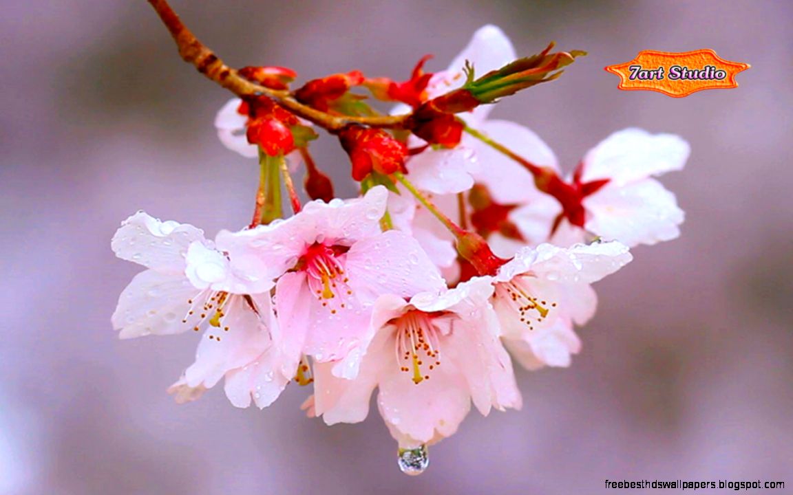 Rain Drizzles Cherry Branch screensaver animated desktop Rain Drizzles Cherry Branch screensaver animated desktop