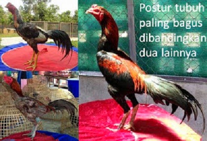 Cara Memilih Ayam Bangkok Yang Bagus Info Jago Ayam Bangkok