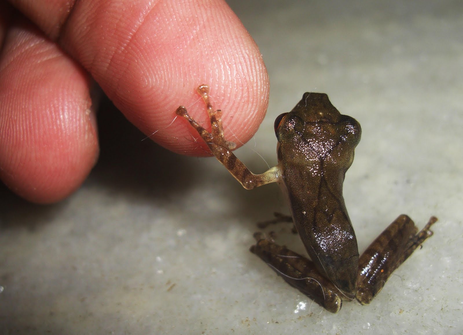 Photography & Me: Tiny Tree Frog 1