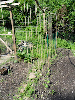 Pea plants growing up a string trellis