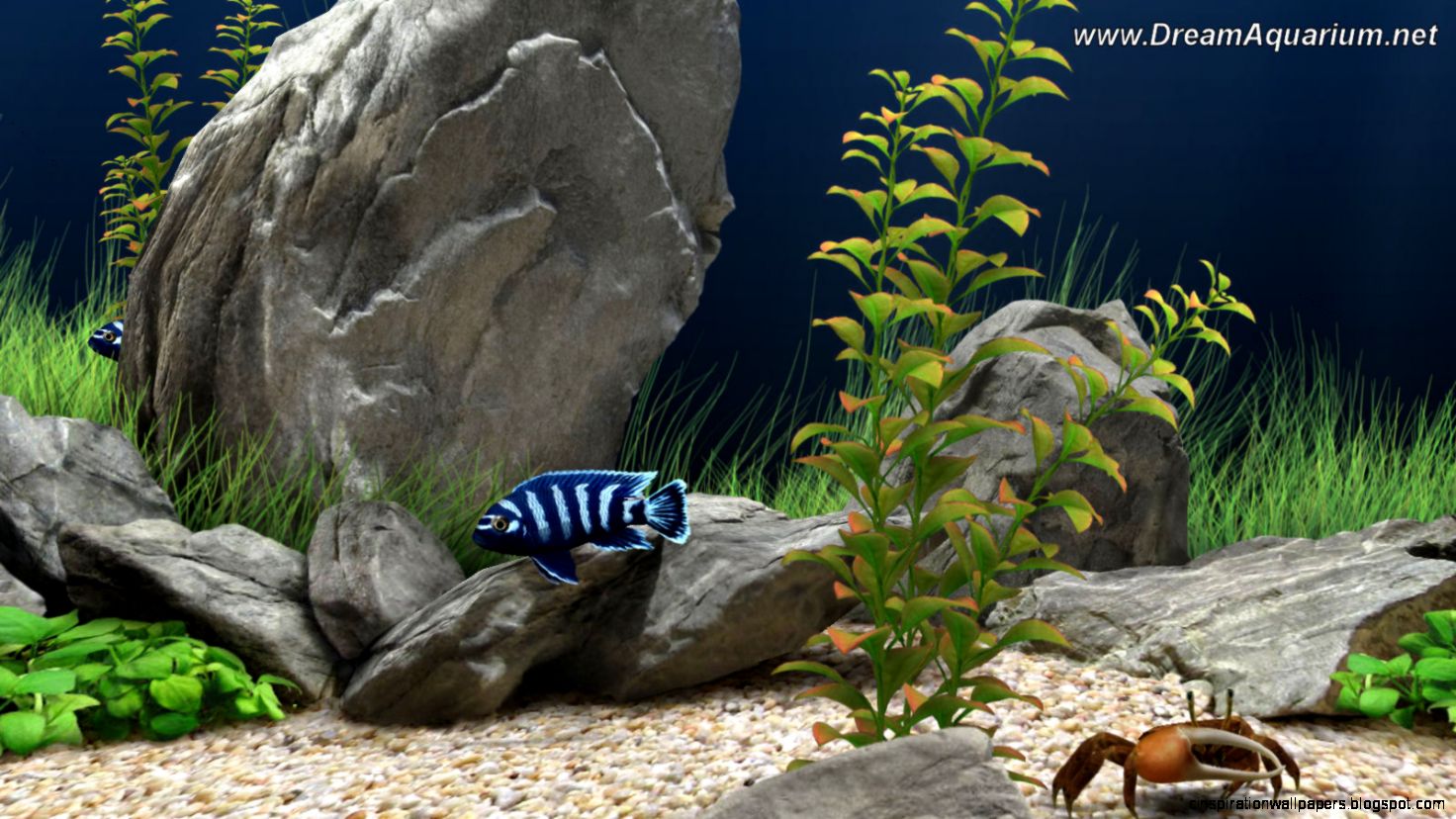 Dream Aquarium Desktop Background  Wallpapers Records Dream Aquarium Desktop Background  Wallpapers Records