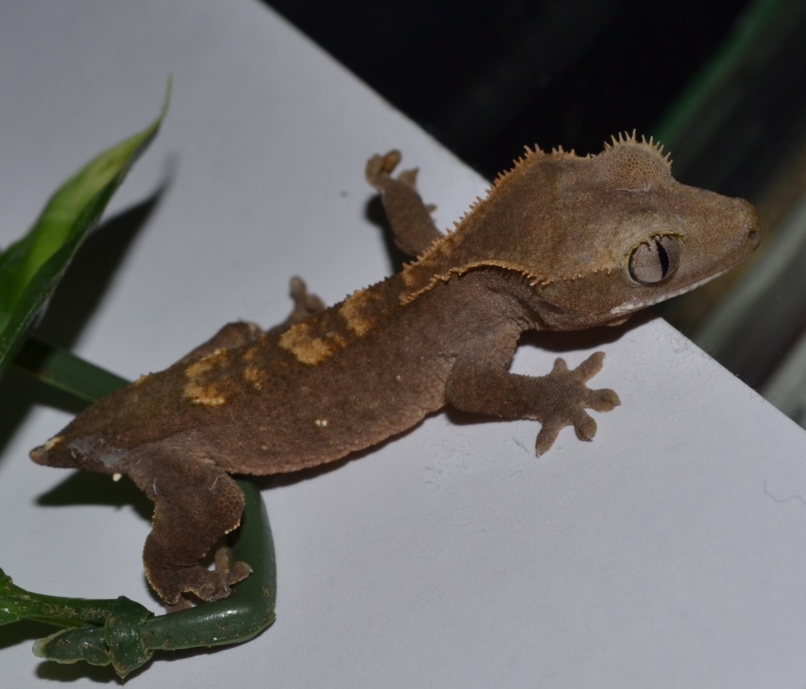 crested-gecko.jpg