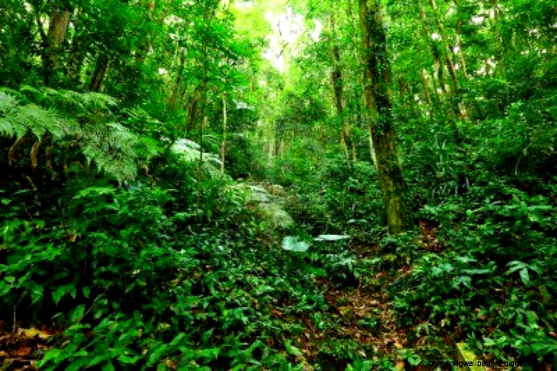 Inside a Tropical Rainforest Harris Academy South Norwood Inside a Tropical Rainforest Harris Academy South Norwood