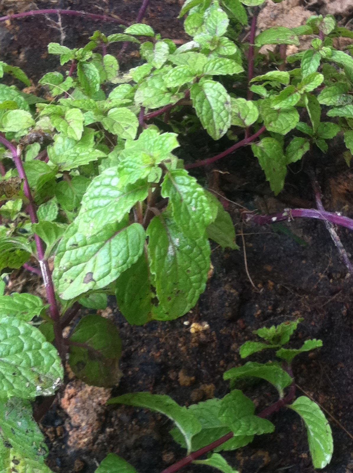 Red Mint Plant
