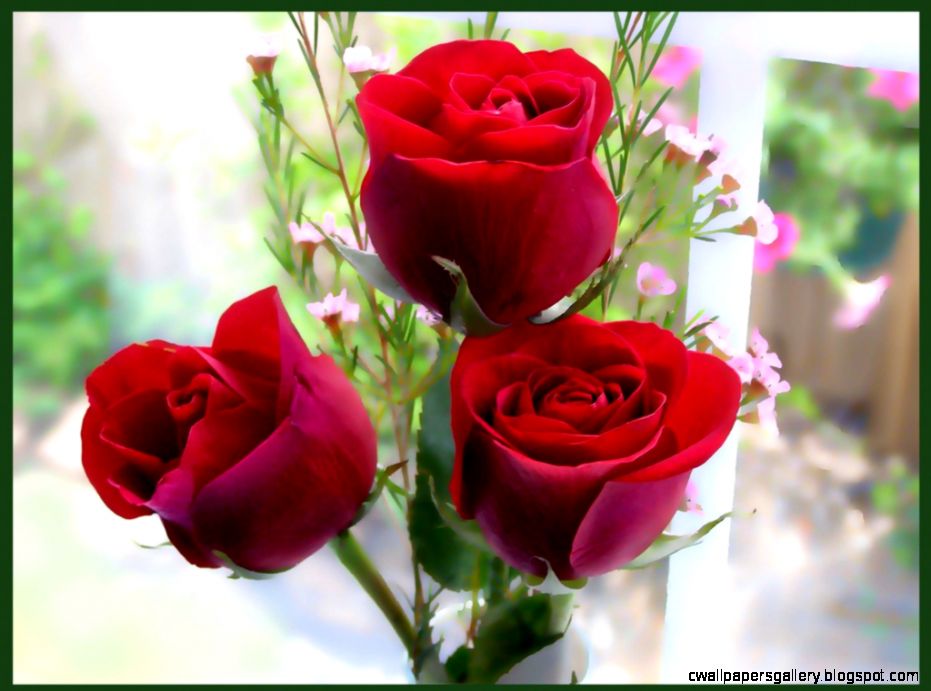 Only Red Roses High Quality Wallpapers Infotainment Only Red Roses High Quality Wallpapers Infotainment