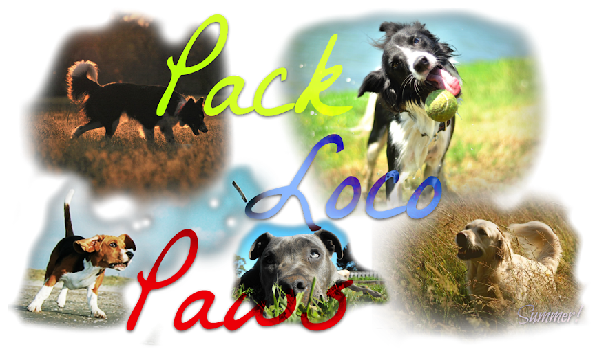 Pack Loco Paws
