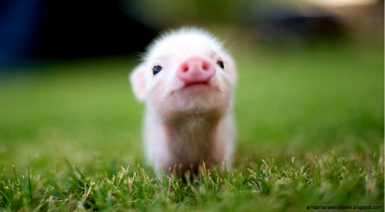 Animals Teacup Pig 1366x768px – 100 Quality HD Wallpapers Animals Teacup Pig 1366x768px – 100 Quality HD Wallpapers