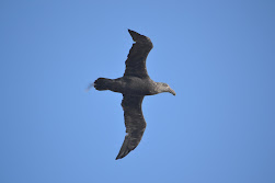 Adult Petrels soaring above us