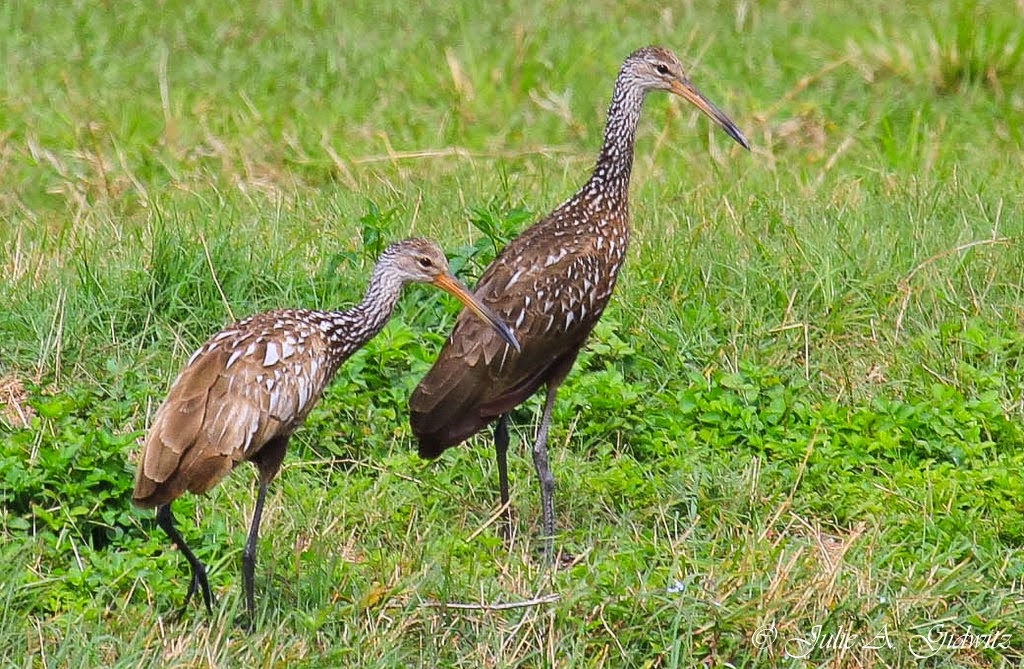 Birding Is Fun! The Birds of Celery Fields