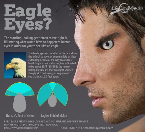 Eagles What if humans had eagle vision