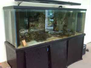 Giant Aquariums: 250 Gal.