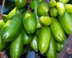 Manfaat Belimbing Wuluh Untuk Sariawan Manfaat Belimbing Wuluh Untuk Sariawan