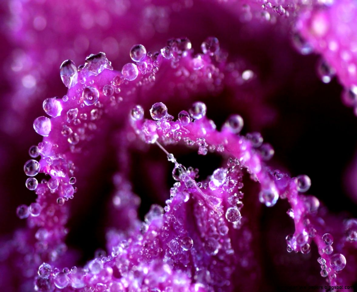 Free Wallpapers   magnificent violet flower with dew wallpaper Free Wallpapers   magnificent violet flower with dew wallpaper